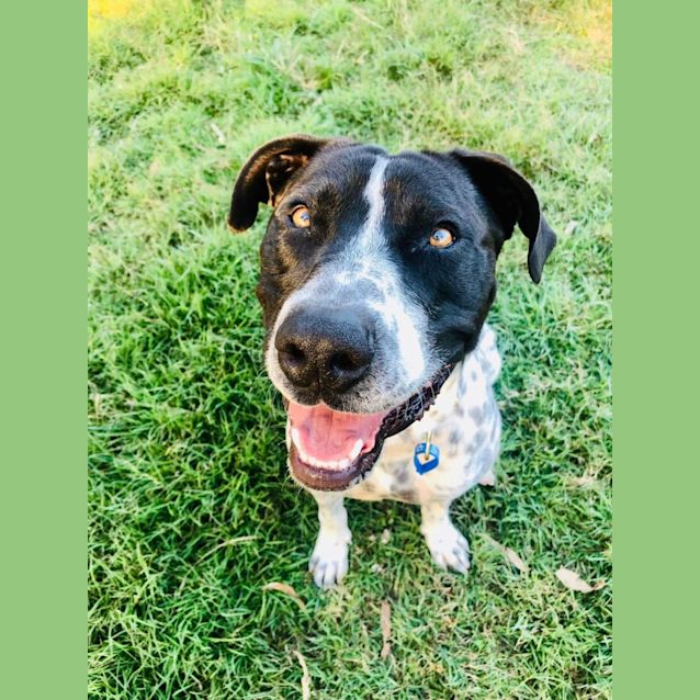 Photo of Blake *$150 Adoption Fee*