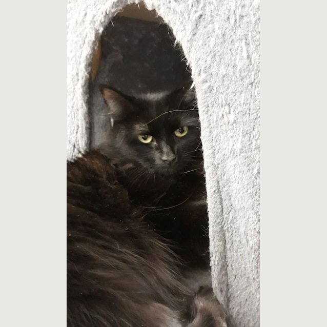 Photo of Thyme