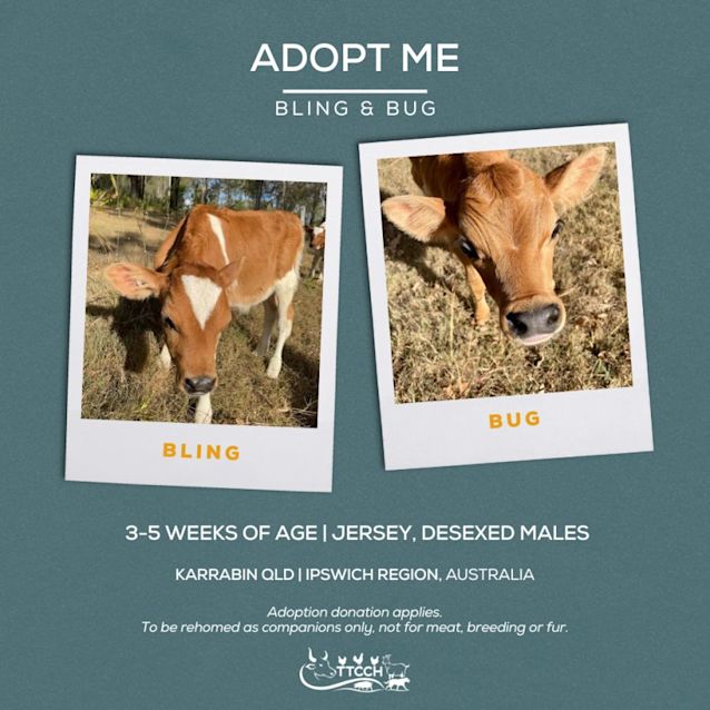 Photo of Ash, Austin, Bling And Bug