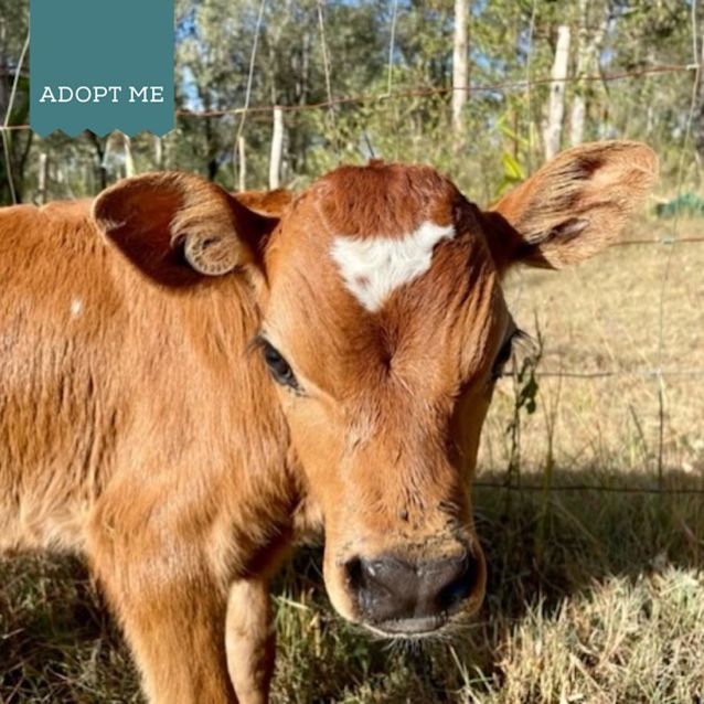 Photo of Ash, Austin, Bling And Bug