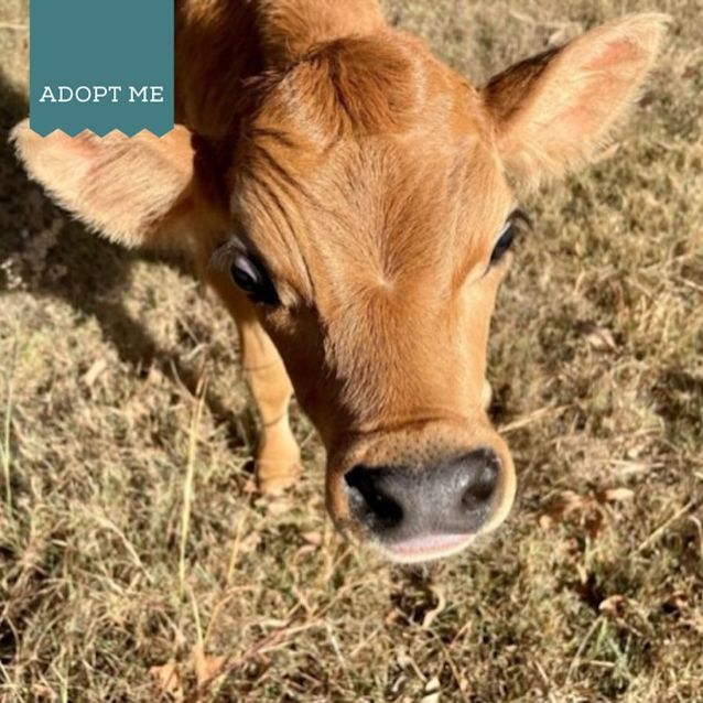 Photo of Ash, Austin, Bling And Bug