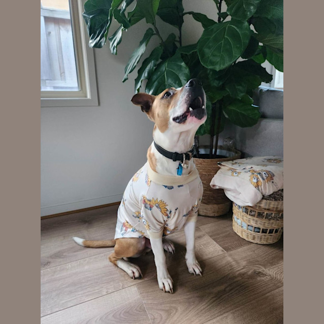 Photo of Buster