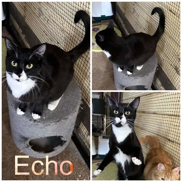 Photo of Echo