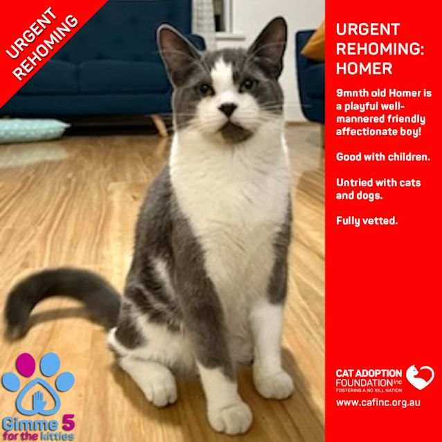 Photo of Homer Private Rehoming No Charge!