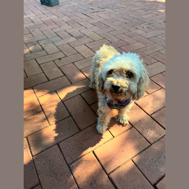 Jeannie - Small Female Poodle Dog in QLD - PetRescue