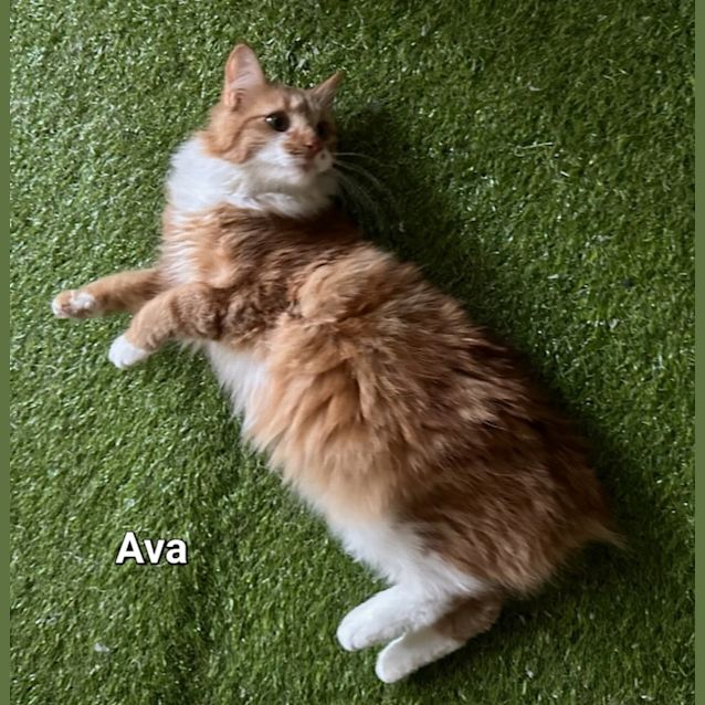 Photo of Ava