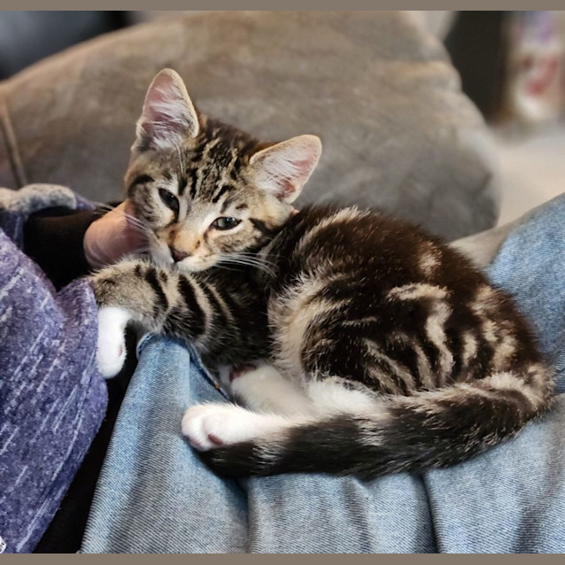 Photo of Salsa ^^Dandy Cat Rescue^^