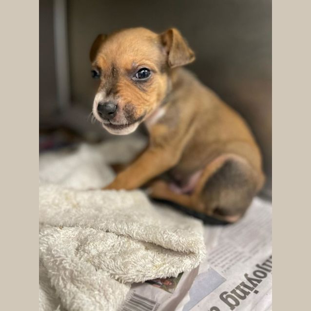 Photo of Twix