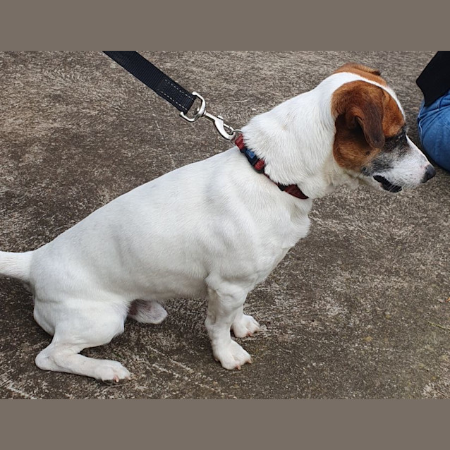 Photo of Rusty