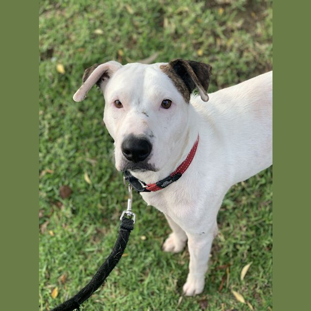Photo of Buddy (Was Buzz)