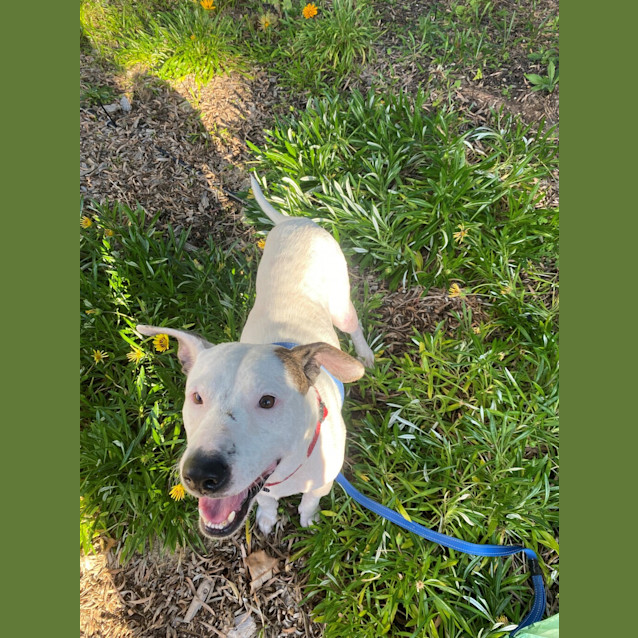 Photo of Buddy (Was Buzz)