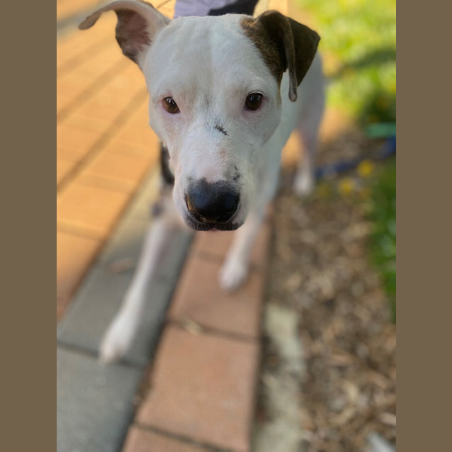 Photo of Buddy (Was Buzz)