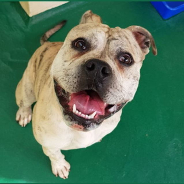 Photo of Reggie (60450)