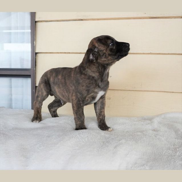 Photo of Enzo
