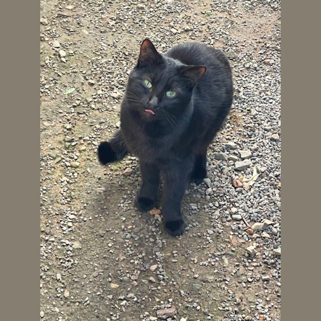 Photo of Smokey Farm Cat