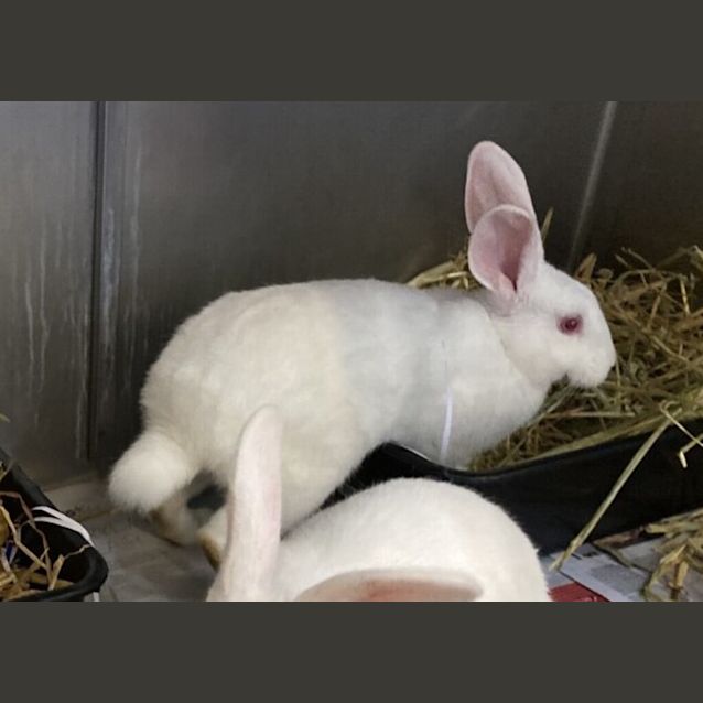 Photo of Sprout