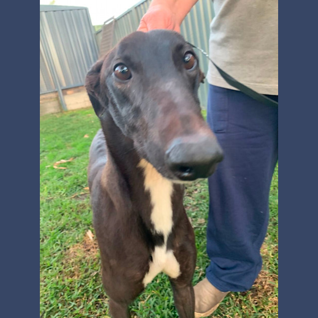 Photo of Buddy