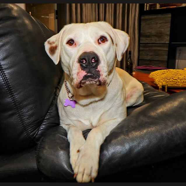 Photo of Khaleesi
