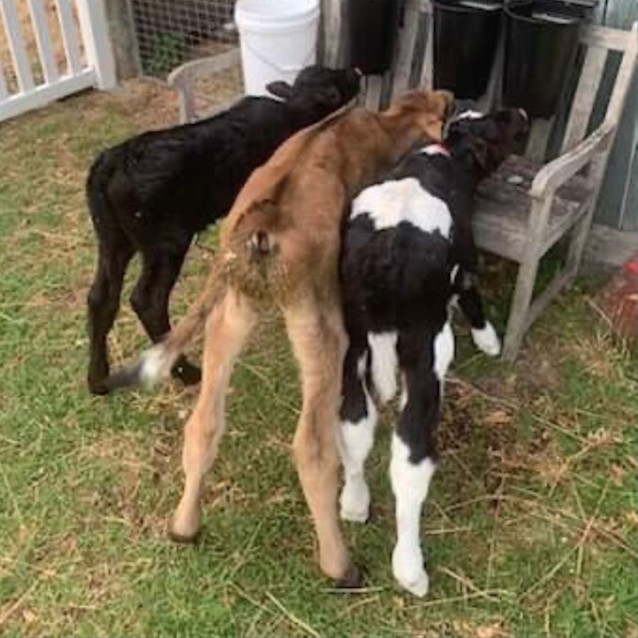 Photo of Felix, Franklin & Belle 