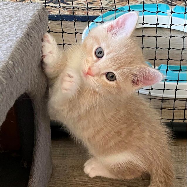 Photo of Baked Bean