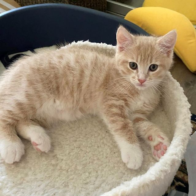 Photo of Baked Bean