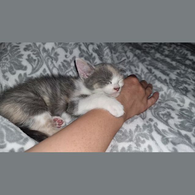 Photo of Aurora 💜