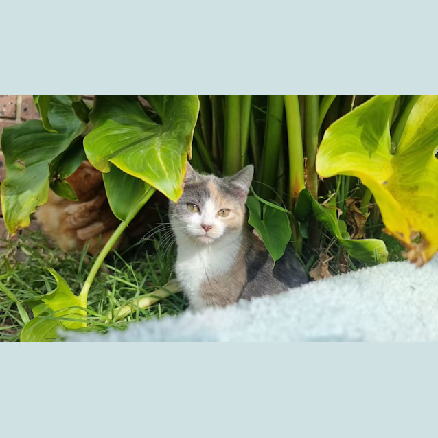 Photo of Aurora 💜