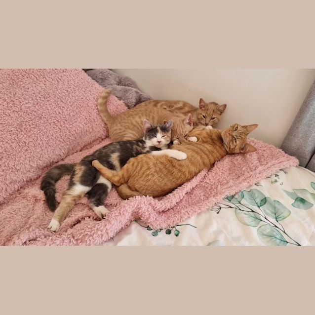 Photo of Aurora 💜