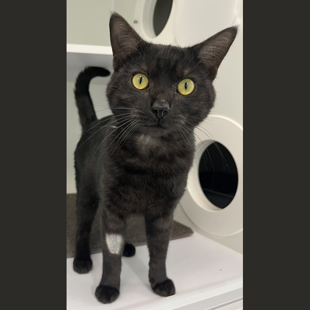 Photo of Shadow