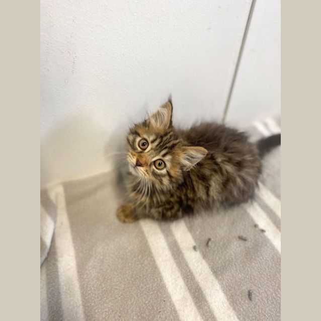 Photo of Gizmo 