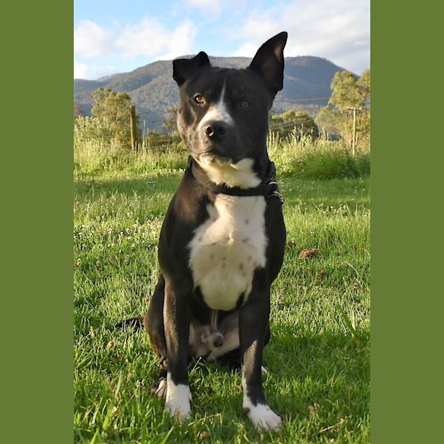 Photo of Sancho