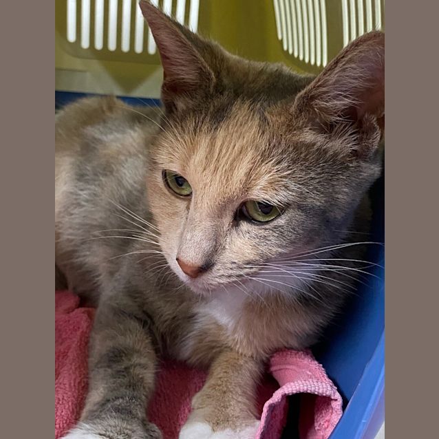 Photo of Pebbles