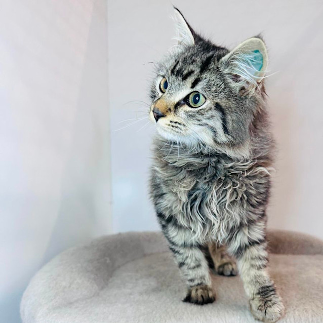 Photo of Herbie   Located In Preston 
