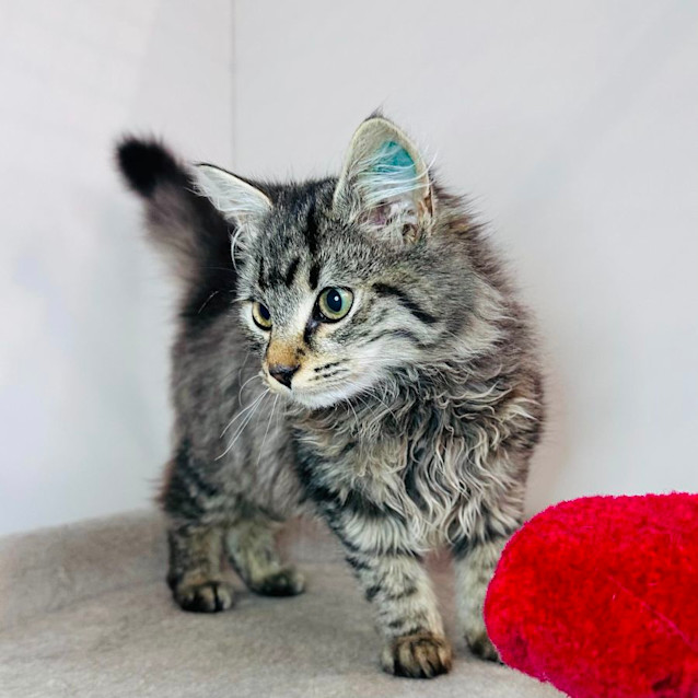 Photo of Herbie   Located In Preston 