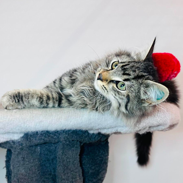 Photo of Herbie   Located In Preston 