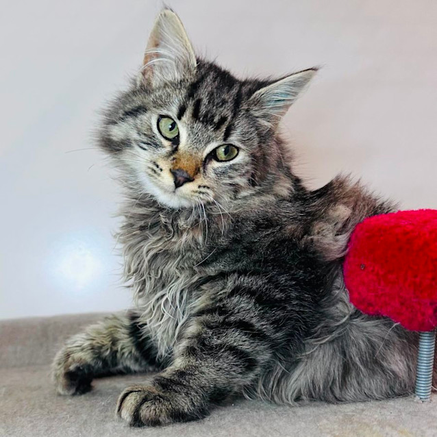 Photo of Herbie   Located In Preston 