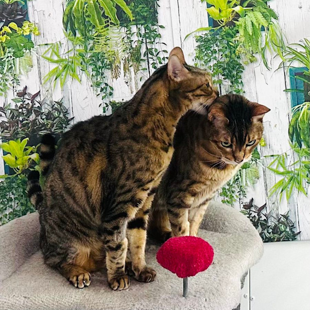 Photo of Ben & Kris   Located In Preston 