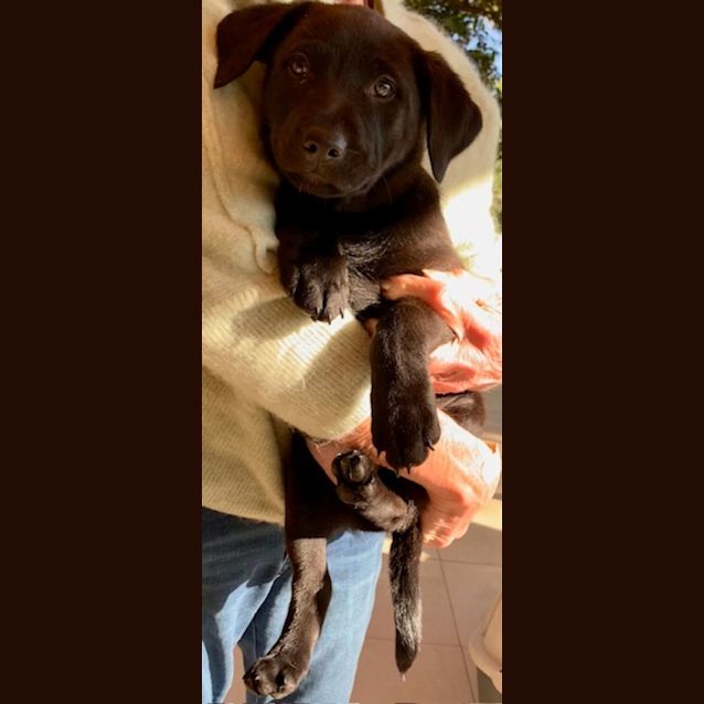 Photo of Bluey