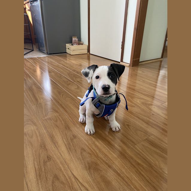 Photo of Chico