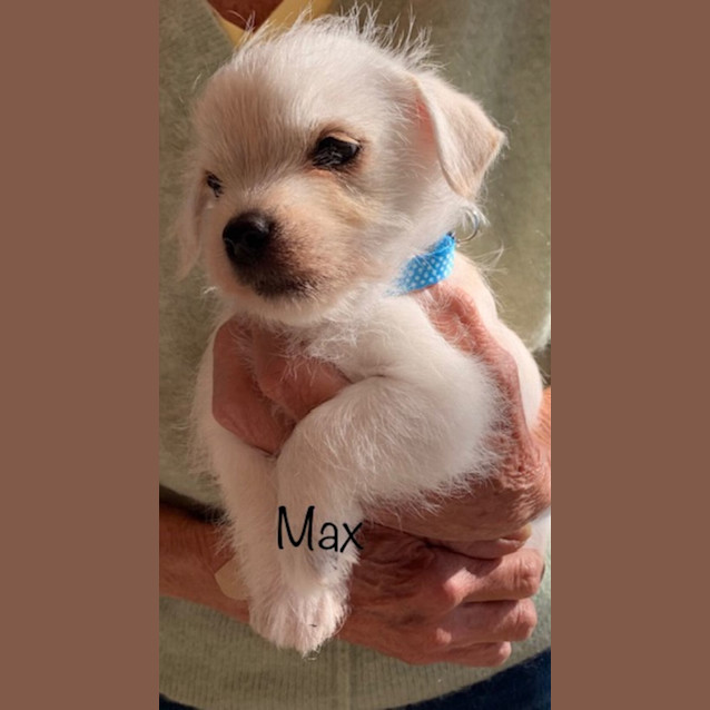 Photo of Max 