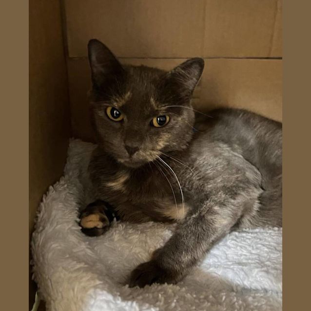 Photo of Misty