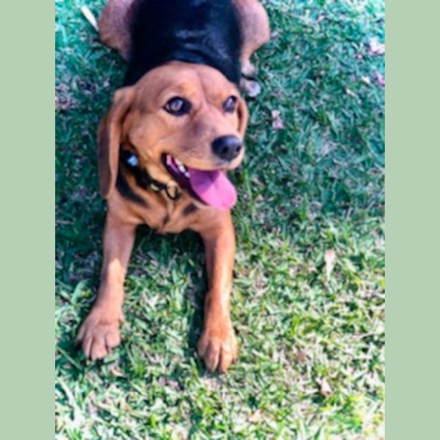 Photo of Stella 