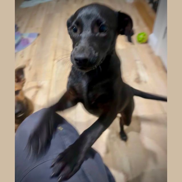Photo of Pearl 