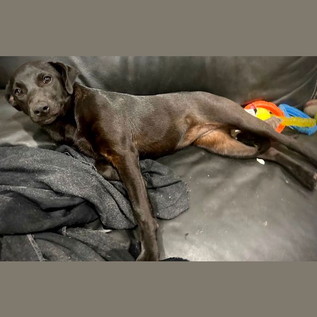 Photo of Pearl 