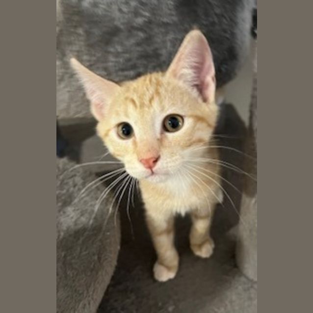Photo of Fritz