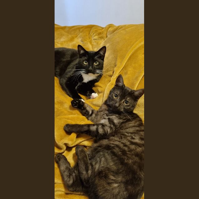 Photo of Smudge