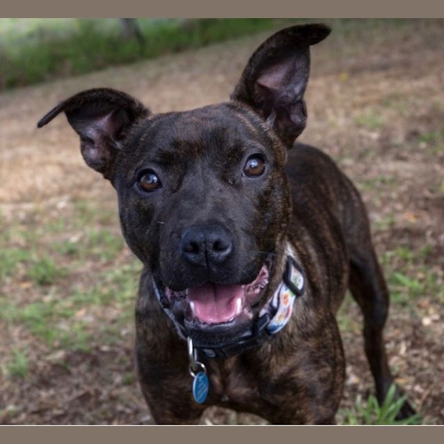 Photo of Pixel