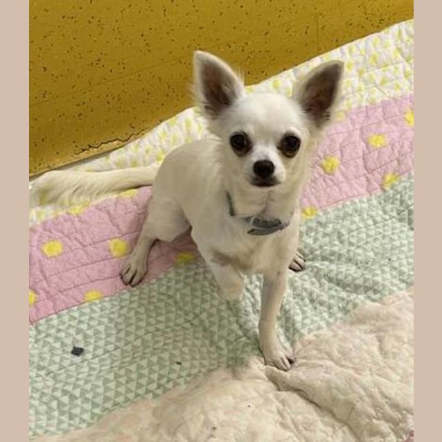 Photo of Polly