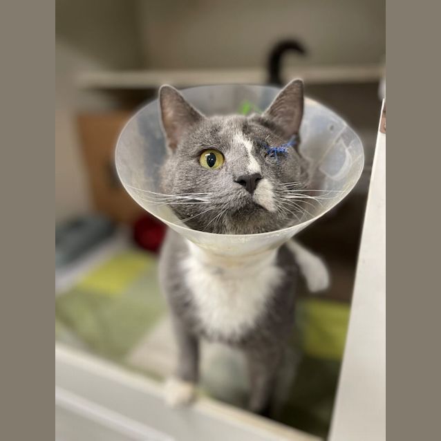 Photo of Major Tom