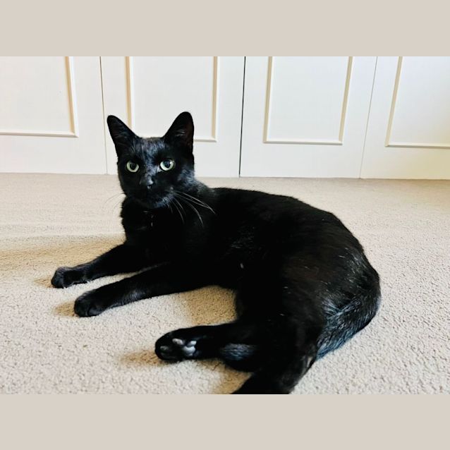 Photo of Merlin